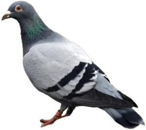 Pigeon