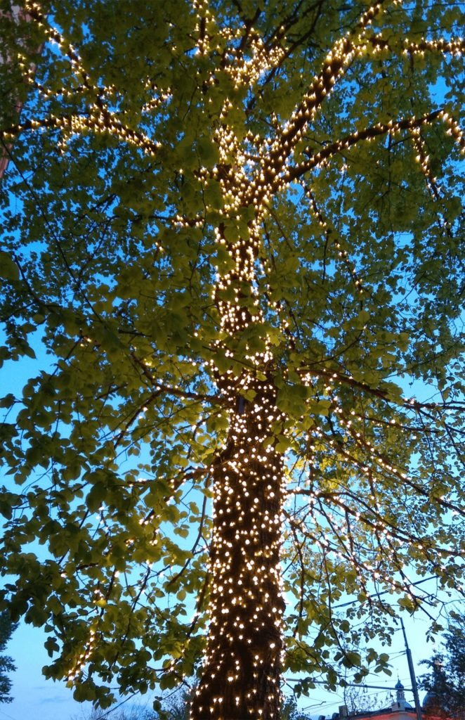 Best Solar Tree Lights for 2024 Tree Lights in a Stylish and