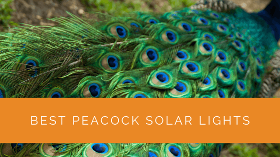 Best Peacock Solar Lights