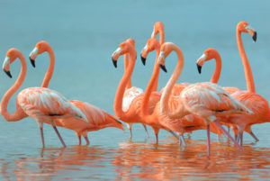 Flamingos