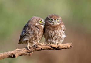 Owls