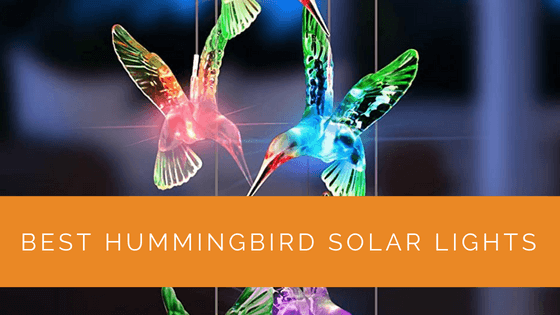 Best Hummingbird Solar Lights